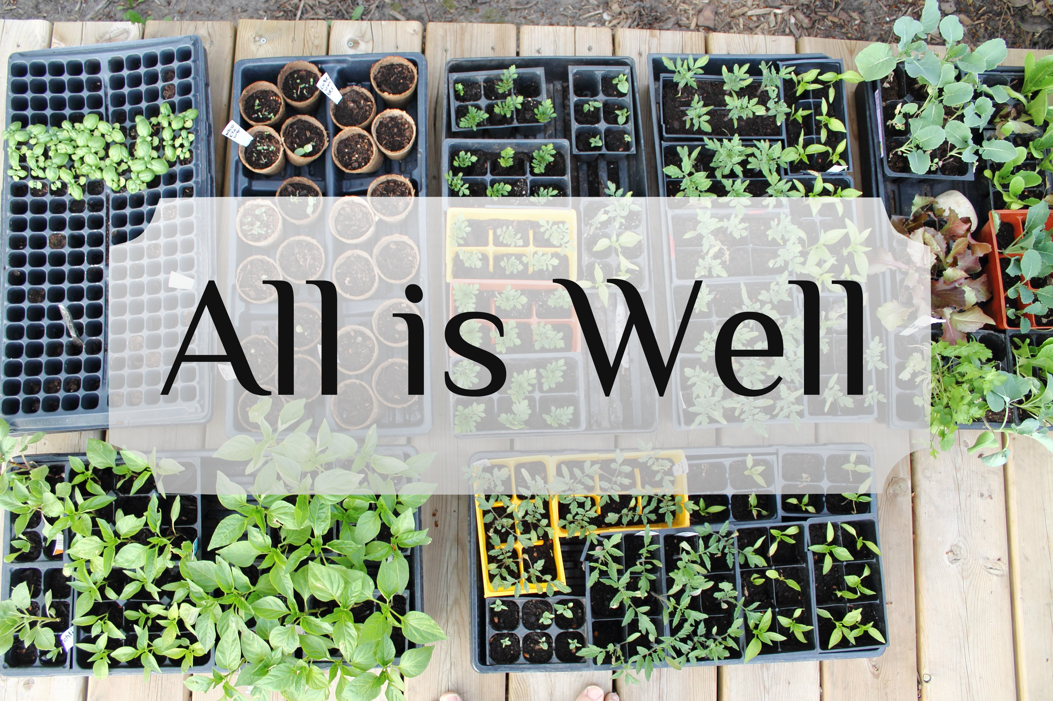 Seedling Update – All is Well