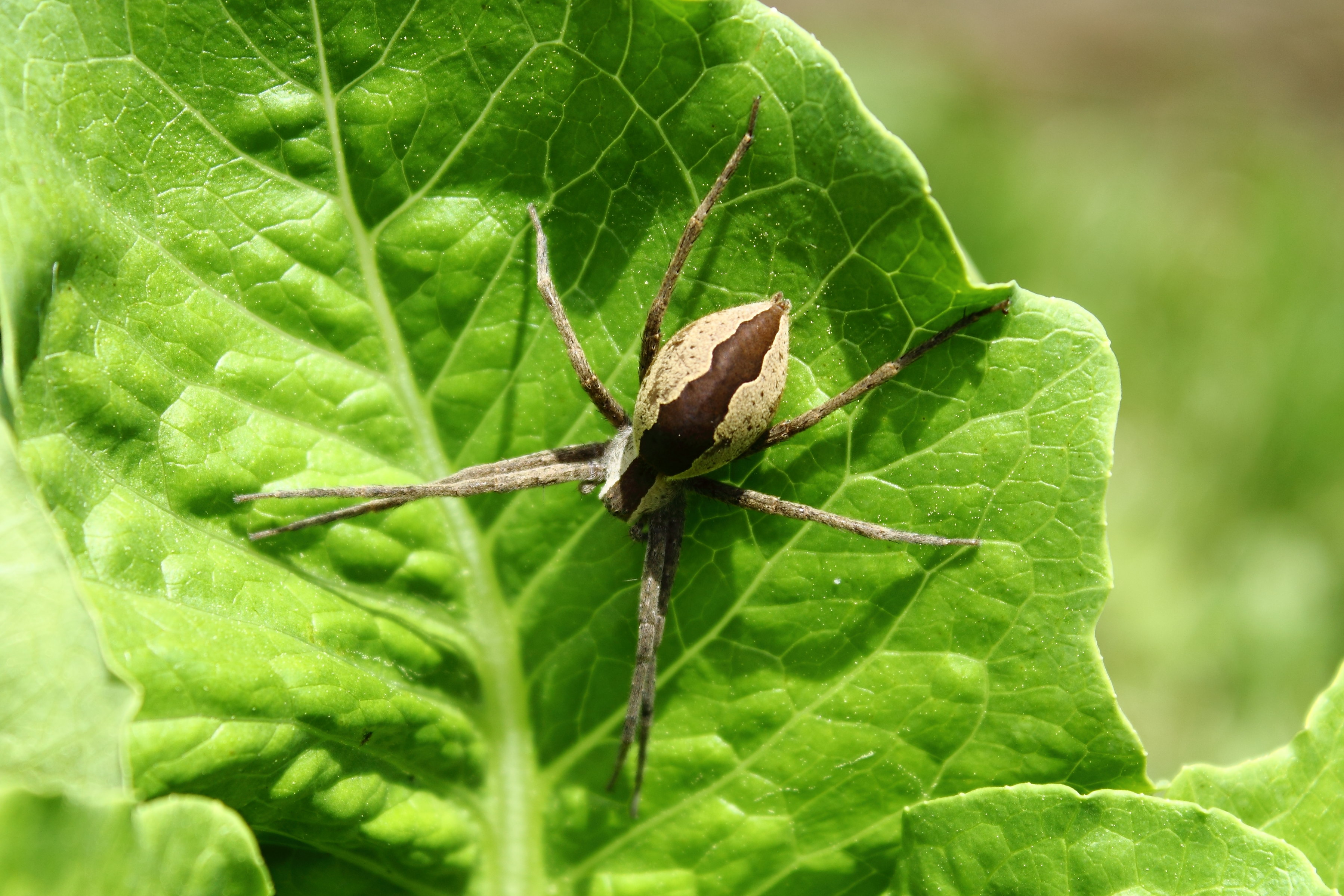 Video Vednesday – Eye Spied a Spider
