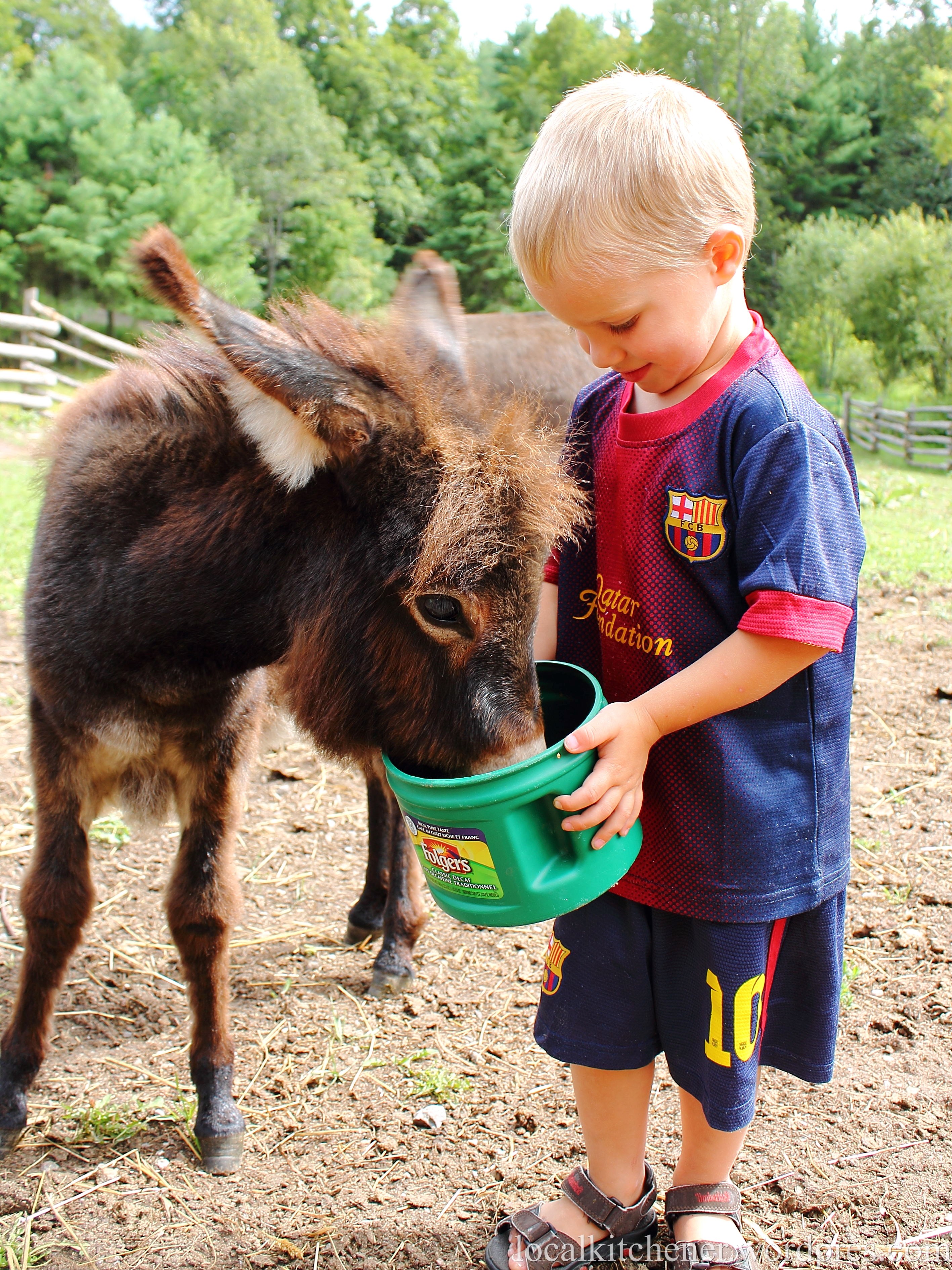 feeding donkey feeding donkey