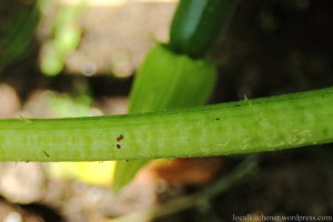 three squash vine borer eggs on stem