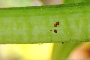 close up of 3 squash vine borer eggs