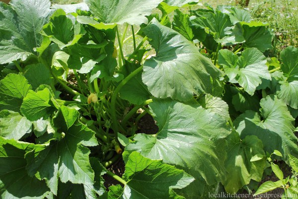 squash plants, slightly wilting