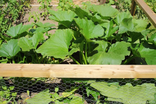 squash plants - zucchini