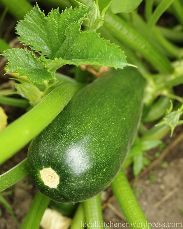 zucchini close up