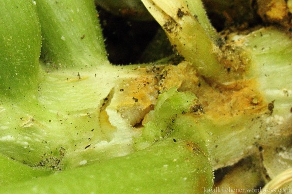 a vine borer larva lurking within the stem of a squash plant