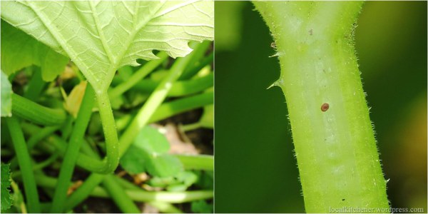 vine borer eggs, seen from afar and close