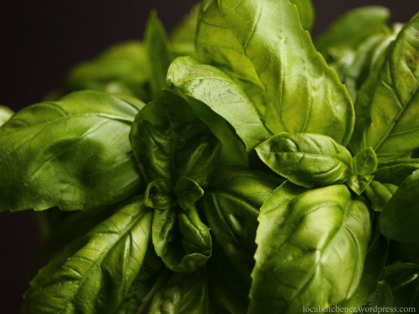 Basil