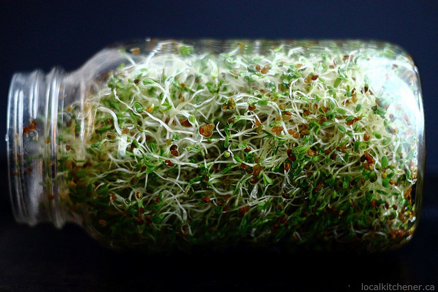 alfalfa sprouts day 6