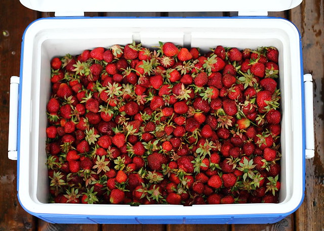 End of Strawberry Season