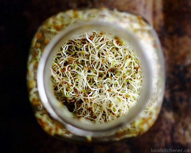 alfalfa sprouts day 4