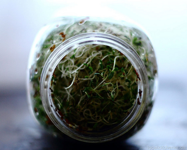 alfalfa sprouts day 6