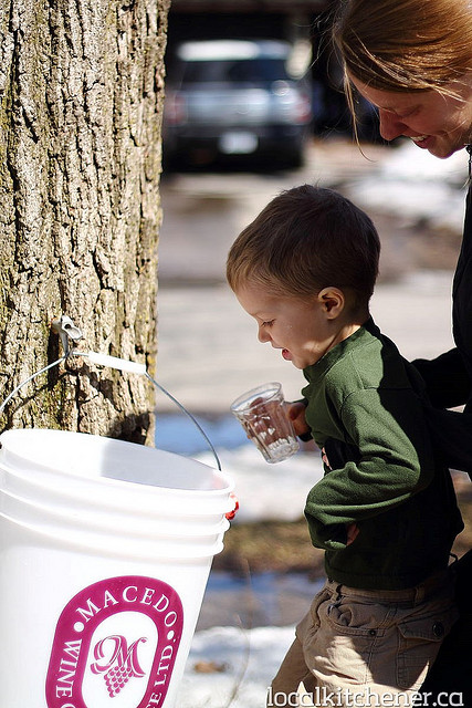 maple sap tapping10