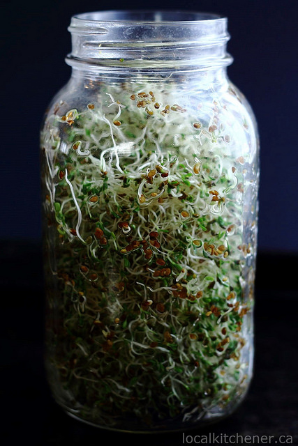 alfalfa sprouts day 4