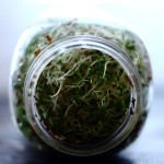 Winter Growing – Alfalfa Sprouts Continued