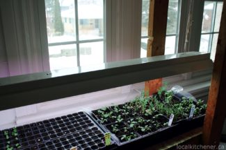 “Sunny” Seedling Shelves